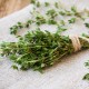 Thym frais de Provence
